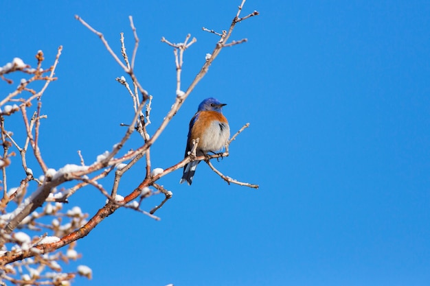 Foto bluebird occidental en invierno