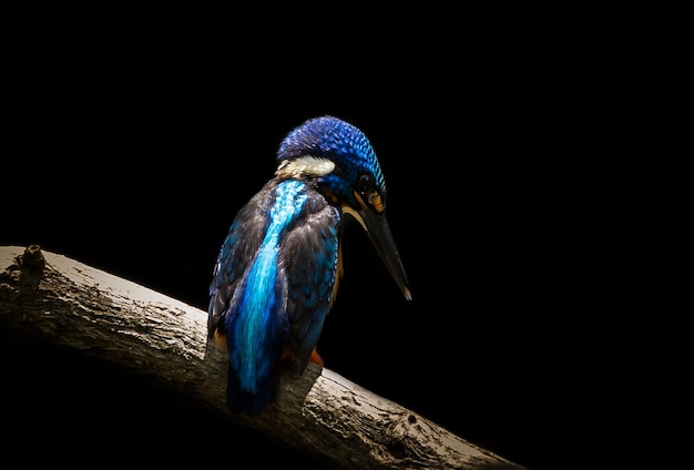 Blueeared Kingfisher Alcedo, der auf einem Astbaum benennt