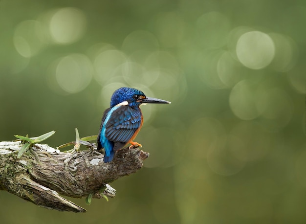 Blueeared Kingfisher Alcedo meninting em uma árvore de galho