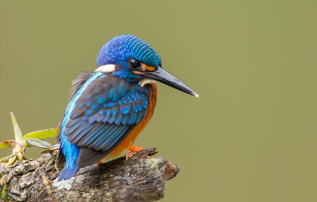 Blueeared Kingfisher Alcedo meninting en una rama de árbol