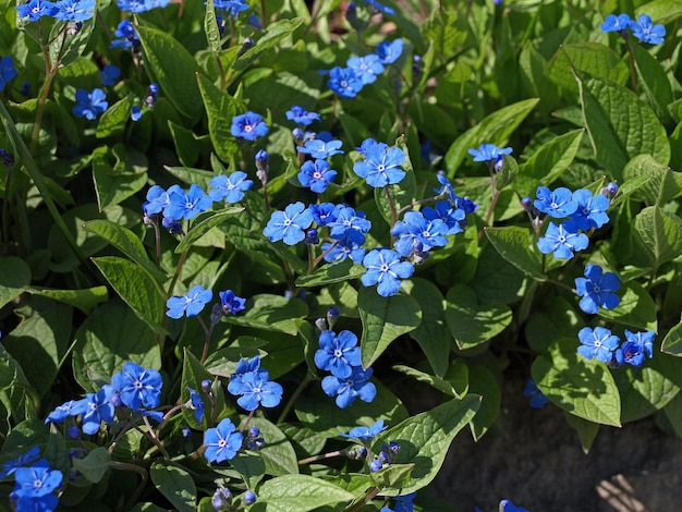 Blueeyed Mary Blume im Frühling Omphalodes verna Blaue kleine Primeln