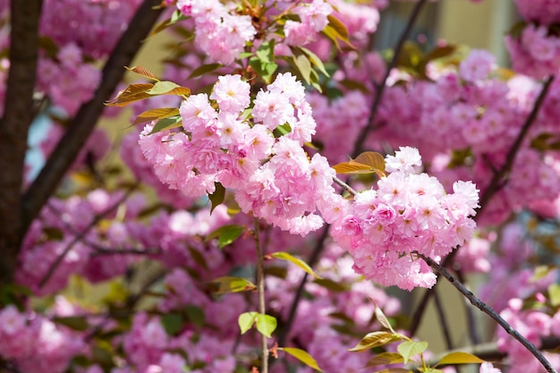 Blühen, blühen, blühen. Kirschbaum, der an einem sonnigen Tag auf Blumenhintergrund blüht. Sakura blüht im Frühjahr mit rosa Blütenblättern. Natur, Schönheit, Umwelt. Konzept der blühenden Saison von Sakura.