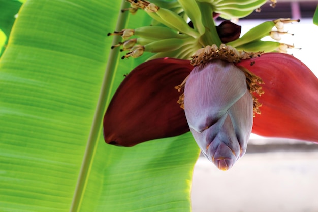 Blühen der Banane auf Baum