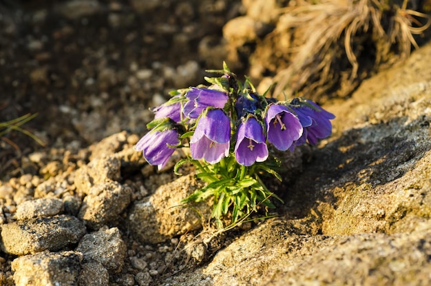 Blühen der blauen Alpenglockenblume in der Natur, Blumenhintergrund