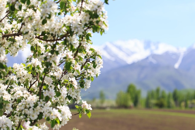 Blühen des Apfelbaums Frühlingshintergrund der blühenden Blumen Schöne Naturszene mit einem blühenden Baum Frühlingsblumen