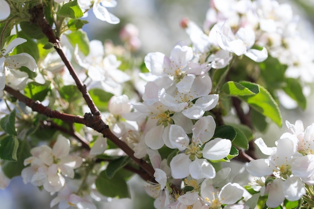 Blühen des Apfelbaums Frühlingshintergrund der blühenden Blumen Schöne Naturszene mit einem blühenden Baum Frühlingsblumen