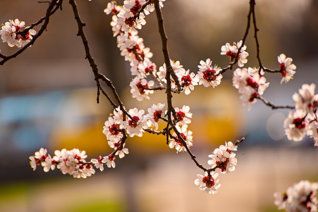 Blühen des Aprikosenbaums im Frühling mit weißen schönen Blumen. Makrobild mit Kopienraum. Natürlicher saisonaler Hintergrund.