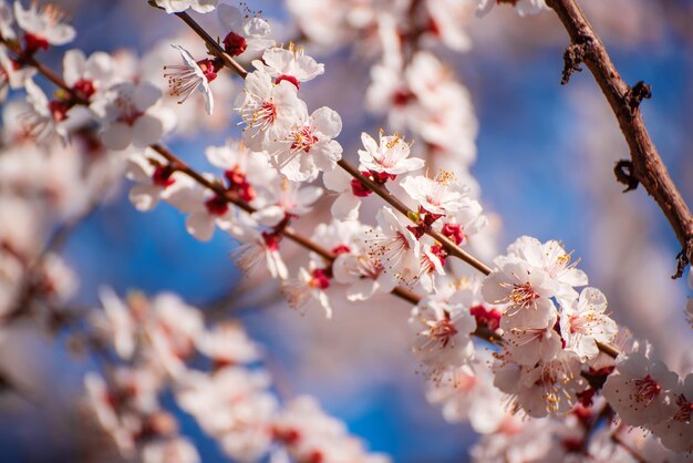 Blühen des Aprikosenbaums im Frühling mit weißen schönen Blumen. Makrobild mit Kopienraum. Natürlicher saisonaler Hintergrund.