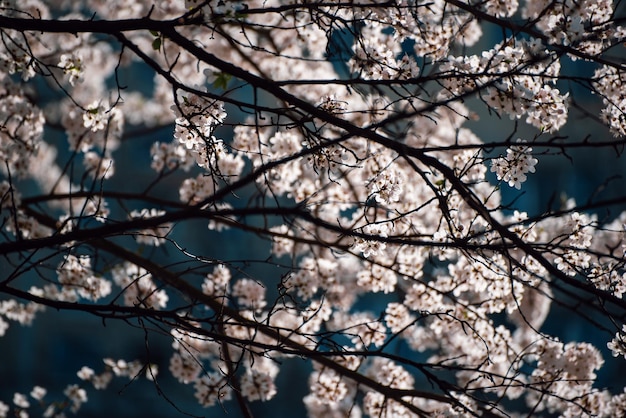 Blühen des Aprikosenbaums im Frühling mit weißen schönen Blumen. Makrobild mit Kopienraum. Natürlicher saisonaler Hintergrund.