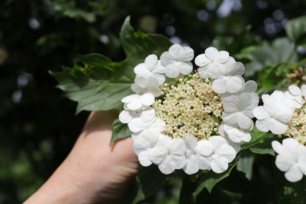 Blühen des Viburnum-Strauchs am Beginn des Sommers