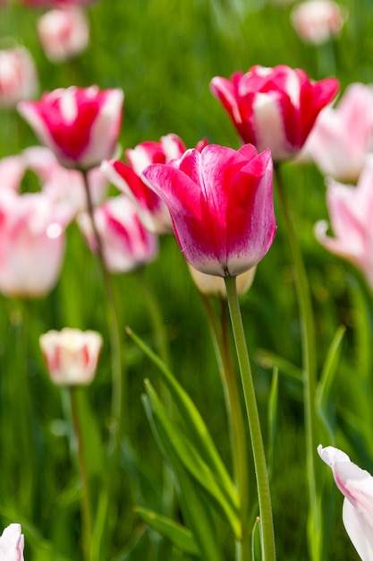 Blühen mit bunten Tulpen