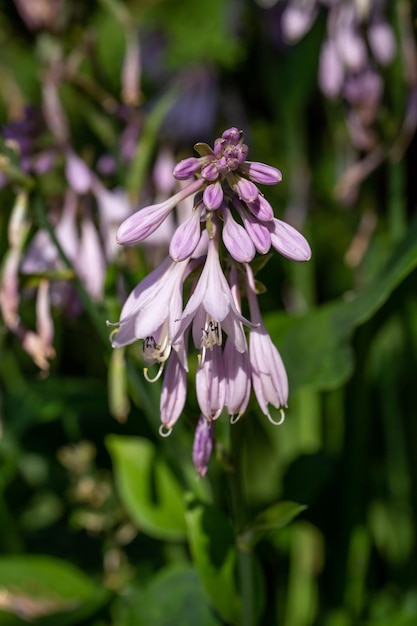 Blühen Sie lila Hosta-Blume in einer Makrophotographie des Sommertages.