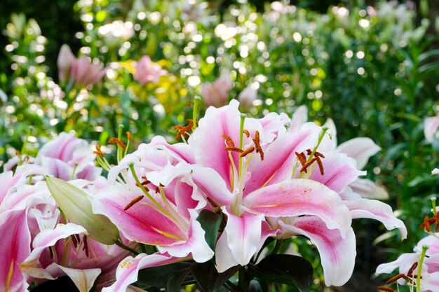 Foto blühen sie naturhintergrund, blühen sie rosa lilly blühen im frühjahr jahreszeit