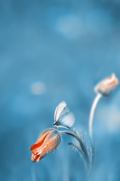 Blühen Sie orange Knospe und Schmetterling in einem Frühlingsgarten Sommerfrühlingshintergrund Kopieren Sie Platz Blauer Ton