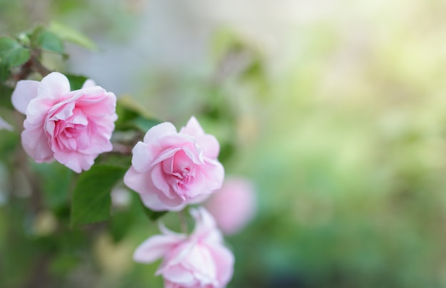 Blühen Sie rosa Rosenblume in einem Garten.