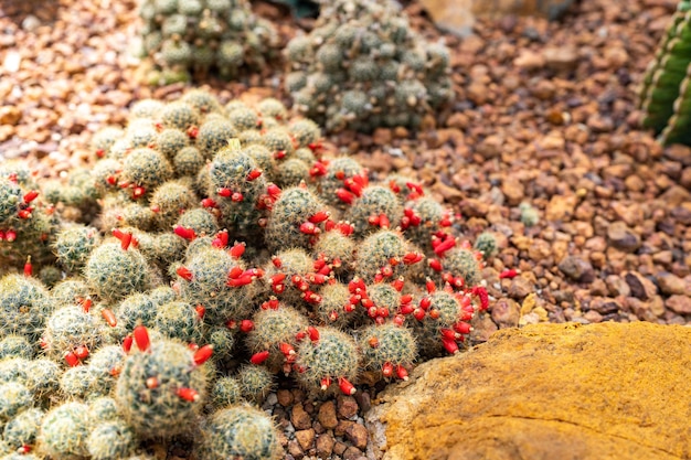 Blühen Sie rote Kaktusblumen auf dem Felsen.