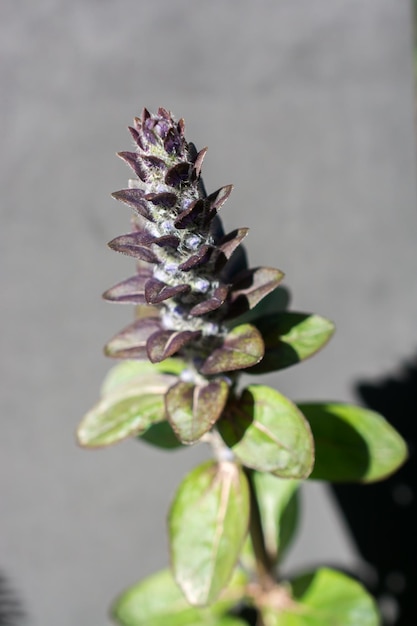 Blühen Sie schöne Blumen im Frühling