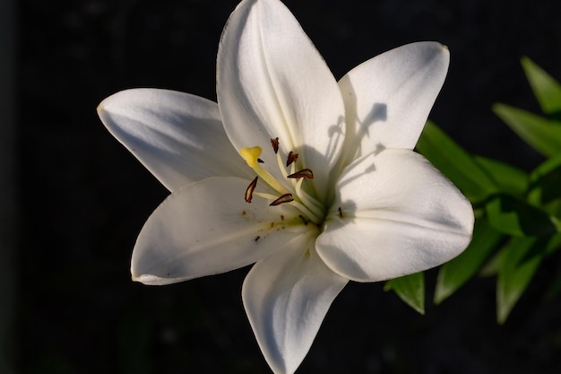 Blühen Sie weiße Lilie in einer Makrophotographie des Sommersonnenunterganglichtes