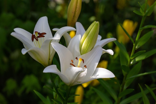 Blühen Sie weiße Lilienblume in einer Makrophotographie des Sommersonnenunterganglichtes.