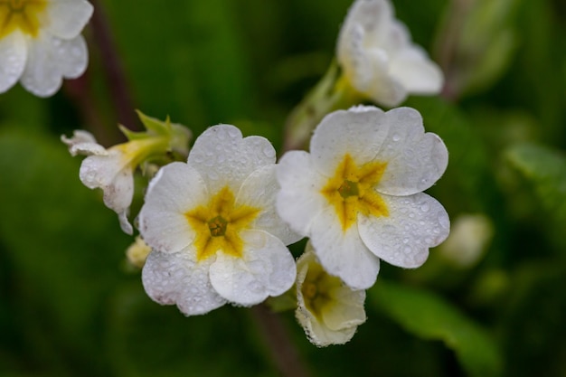 Blühen Sie weiße Primelblume in einer Frühlingsmakrofotografie Garten-Primula-Blume