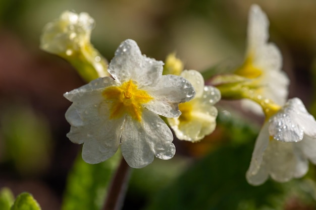 Blühen Sie weiße Primelblume in einer Frühlingsmakrophotographie Gartenprimelblume im Frühjahr