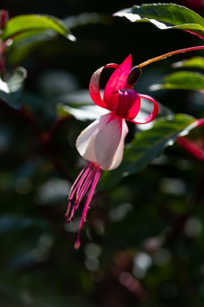 Blühen Sie weiße rosa fuchsiafarbene Blumenmakrophotographie an einem sonnigen Sommertag