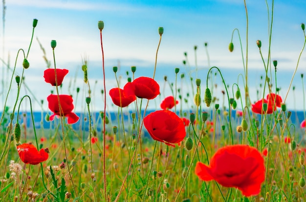 Foto blühen sie wilde rote mohnblumenblumen mit einem netten unschärfe bokeh im hintergrund des grünen grases