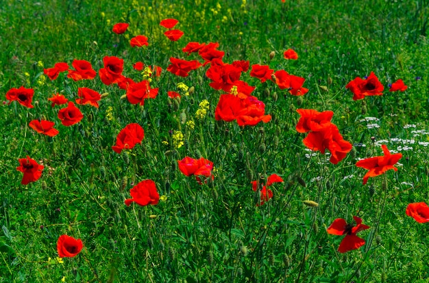 Blühen Sie wilde rote Mohnblumenblumen mit einem netten Unschärfe bokeh im Hintergrund des grünen Grases