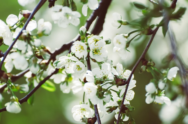 Blühen von Kirschblüten im Frühling mit grünen Blättern und Kopienraum, natürlicher saisonaler Blumenhintergrund