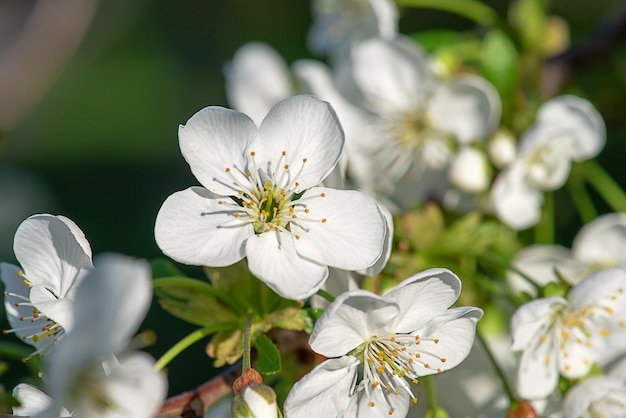 Blühen von Kirschblüten im Frühling mit grünen Blättern und Kopienraum, natürlicher saisonaler Blumenhintergrund