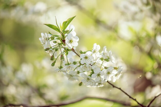 Blühen von Kirschblüten im Frühling mit grünen Blättern und Kopienraum, natürlicher saisonaler Blumenhintergrund