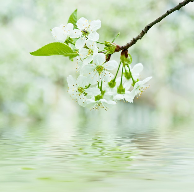 Blühen von Kirschblüten im Frühling mit grünen Blättern und Wasserreflexion, Makro