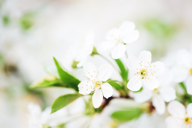 Blühen von Kirschblüten im Frühling, natürlicher saisonaler Blumenhintergrund. Makrobild