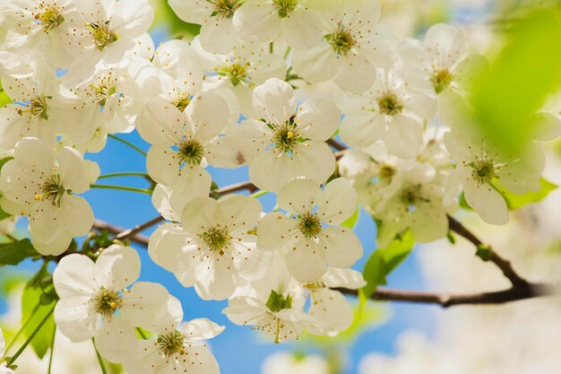 Blühen von Kirschblumen im Frühling gegen blauen Himmel natürlicher saisonaler Blumenhintergrund