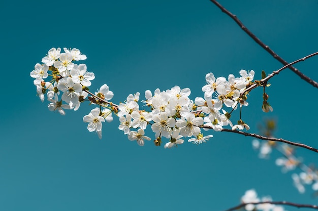 Blühen von Kirschblumen im Frühling gegen den natürlichen saisonalen Hintergrund des blauen Himmels