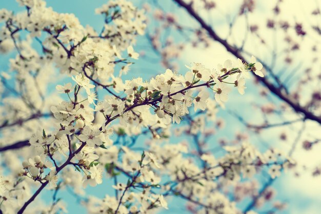 Blühen von Kirschblumen im Frühling gegen den natürlichen saisonalen Hintergrund des blauen Himmels