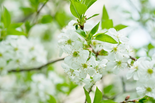 Blühen von Kirschblumen im Frühling mit grünen Blättern Makro