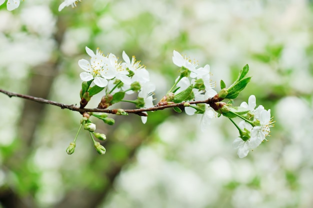 Blühen von Kirschblumen im Frühling mit grünen Blättern Makro