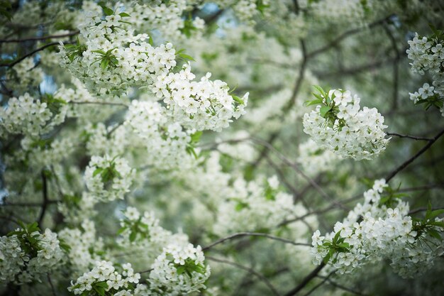 Blühen von Kirschblumen im Frühling mit grünen Blättern natürlicher saisonaler Blumenhintergrund