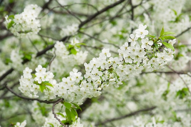 Blühen von Kirschblumen im Frühling mit grünen Blättern natürlicher saisonaler Blumenhintergrund