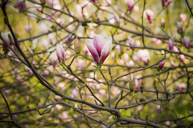 Blühen von Magnolienblüten im Frühling, floraler Hintergrund