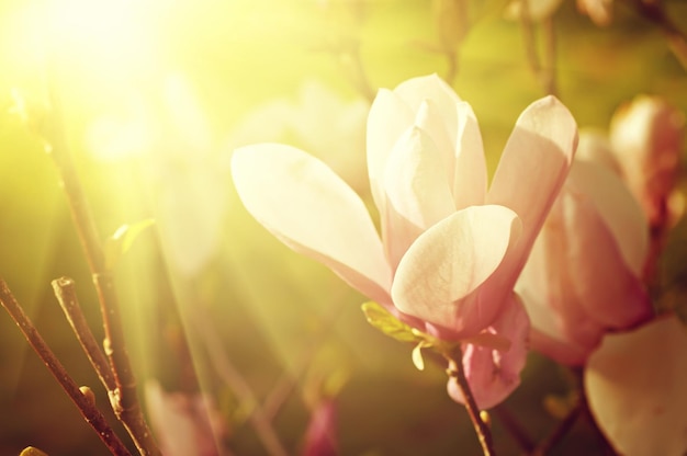 Blühen von Magnolienblüten im Frühling, sonniger Vintage-Blumenhintergrund