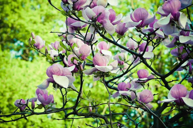 Blühen von Magnolienblüten im Frühling