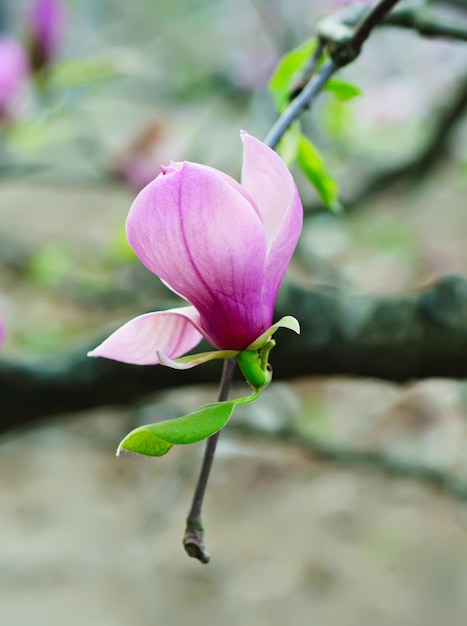 Blühen von Magnolienblüten im Frühling