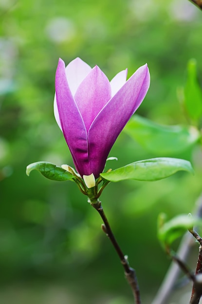 Blühen von Magnolienblumen im Blumenhintergrund der Frühlingszeit