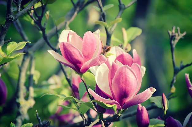 Blühen von Magnolienblumen im Retro-Vintage-Hipster-Bild der Frühlingszeit