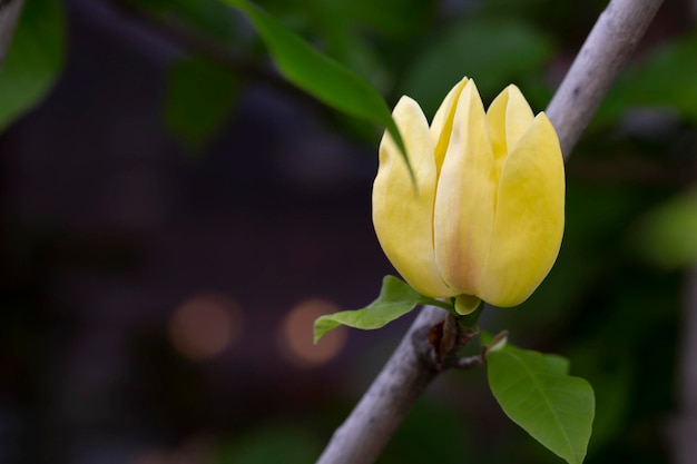 Blühen von magnoliengelben Blumen in einem natürlichen saisonalen Blumenhintergrund des Frühlingsgartens mit Exemplar