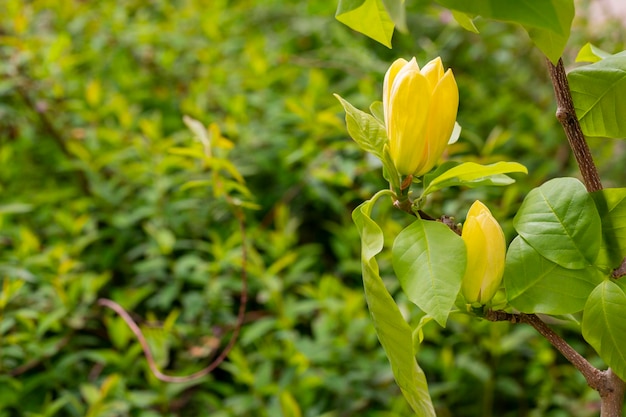 Blühen von magnoliengelben Blumen in einem natürlichen saisonalen Blumenhintergrund des Frühlingsgartens mit Exemplar