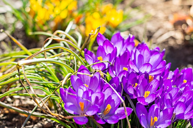 Blühen von Primeln Frühlingsblühende Blumen von lila Krokussen auf dem Hintergrund von Gras und e