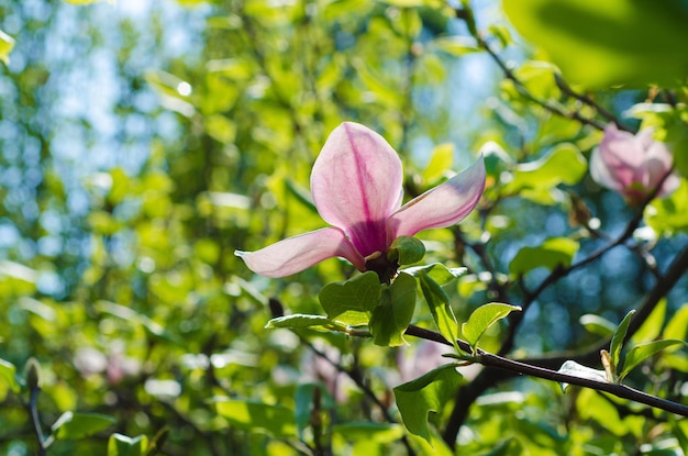 Blühen von rosa Magnolienblüten im Frühling, floraler Hintergrund